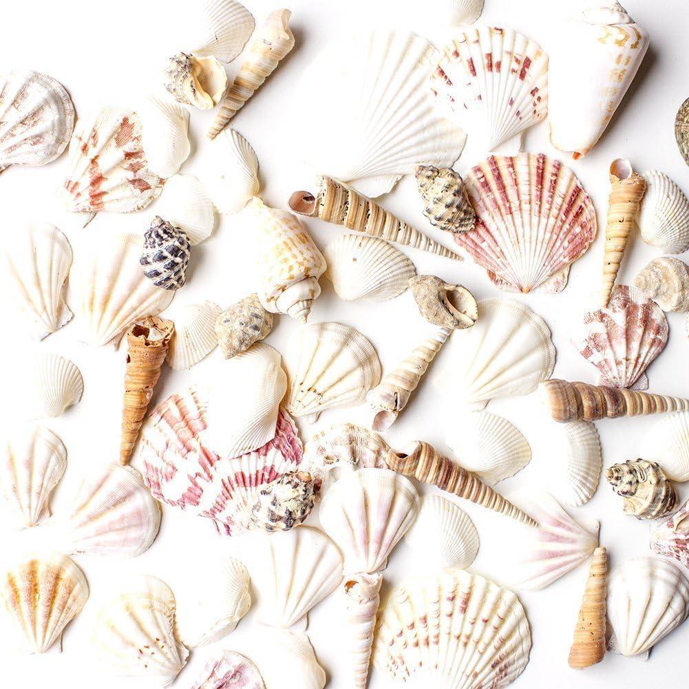 Super Z Outlet Sea Shells Mixed Beach Seashells - Various Sizes up to 2" Shells -Bag of Approx, 50 Seashells