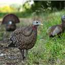 Avian X LCD Breeder Hen Turkey Decoy