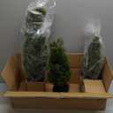 Riceshoot 4 Pcs 1.5ft 2ft Artificial Cedar Topiary Trees for Outdoor Artificial Plants Faux Pine Tree UV Resistant Potted Fake Plants Shrub Bushes for Porch Garden Office Front Door Indoor