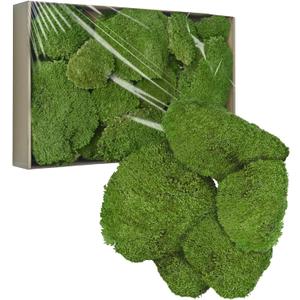 TurelinnG Preserved Moss Decor - Real Forest Moss, Moss for Crafts, Flexible for DIY Crafts, Home, Wall, Terrarium, Art Projects(Natural Green 2 sq.ft)