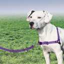PetSafe Easy Walk No-Pull Dog Harness - Ultimate Harness to Help Stop Pulling - Pull-Free Walks - Take Control & Teach Better Leash Manners - Patented Martingale Loop Design - Deep Purple, Medium