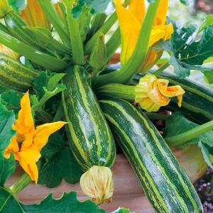 9 x 30+ Seeds Cocozelle Zucchini - Vegetable Green