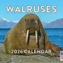 Walrus Calendar 2026 Monthly Wall Calender 12 Month | American Made In The USA