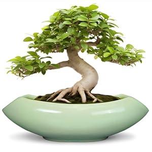 Teagas Ceramic Bonsai Pots - Large Succulent Planter 18 Inch Plant Pot Indoor Succulent Pot with Drainage Hole Outdoor Planter Bonsai Tree Pot for House Home Garden Decor Green