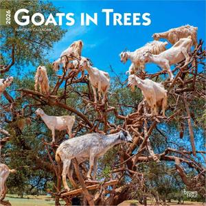 BrownTrout, Goats in Trees 2026 Wall Calendar