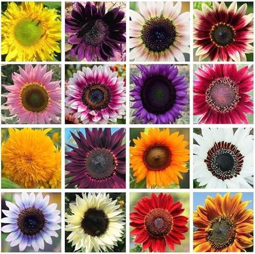 200+ Sunflower Seeds Mix - 15+ Varieties Heirloom, Non-GMO Bulk Pack for Indoor Outdoor Gardens Perennial, Set of 5