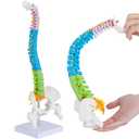 Mini Spine Anatomy Model - 15.5 Flexible Miniature Human Color Spine Model with All Nerves for Medical Learning - Vertebra Spine Model for Instruction Teaching, Study and Display