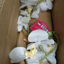 Dolly Parton White Artificial Orchid in Pink Ceramic Pot, 9.8x5.5x24 Inch