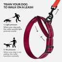 CollarDirect Reflective Martingale Dog Collar Nylon Heavy Duty Training Pet Collars for Small Medium Large Dogs Puppy Black Blue Mint Green Red Pink Purple Dark Red (L, Neck Size 16"-24", Dark Red)