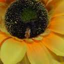 Sunflowers Flower Lamp,Rechargeable Cordless Touch Table Lamp,3-Colour Infinitely Dimming Small Night Light,Festival Restaurant Bedroom Bar Coffee Shop Birthday Gifts for Women Mom