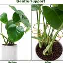 6 x 6PCS Monstera Plant Stem Support , Monstera Stabilizer Grapple Holder Unique Design for Turtle Shell Bamboo Clamp Set, Ideal Plant Support Stakes for Thriving Growth Indoor Climbing Plant (Gold)
