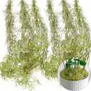 SEEKO Succulents Extra Large Spanish Moss (6pck, 6oz, 33" Long) - Fake Moss for Crafts (6 pc (33"))