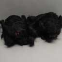 JOYIN 2 Pack 5 Ft Halloween Outdoor Decorations Hairy Black Spider, Scary Giant Spider, Fake Large Haunted House Props, Halloween Yard Lawn Decorations Party Indoor Decor