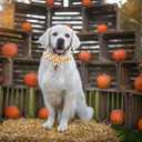 Elegant Little Tail Dog Collar with Thanksgiving Turkey Print, Flower Girl Boy Dog Collar for Large Dogs (Large (Pack of 1))