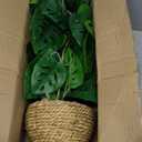 Large Fake Hanging Plants in Pot for Indoor & Outdoor, Long Artificial Monstera Albo Long Plants, 27.6" Fake Potted Vines Ivy Greenery Plant for Room Wall Shelf Decor Living Room Bathroom Patio Porch