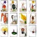 Macarrie 12 Pcs Insect Specimens for Kids Bug Collection Kit Real Specimens of Various Butterflies Beetles Classroom Science Education Animal Collection Bug Preserved Biology(Scenery)