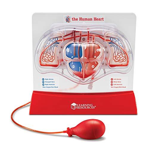 Learning Resources Pumping Heart Model - Science Classroom Must Haves, STEM Student Essentials, Practice Anatomy, Cardiology Artery and Veins Study Tools, Back to School Supplies for Teachers