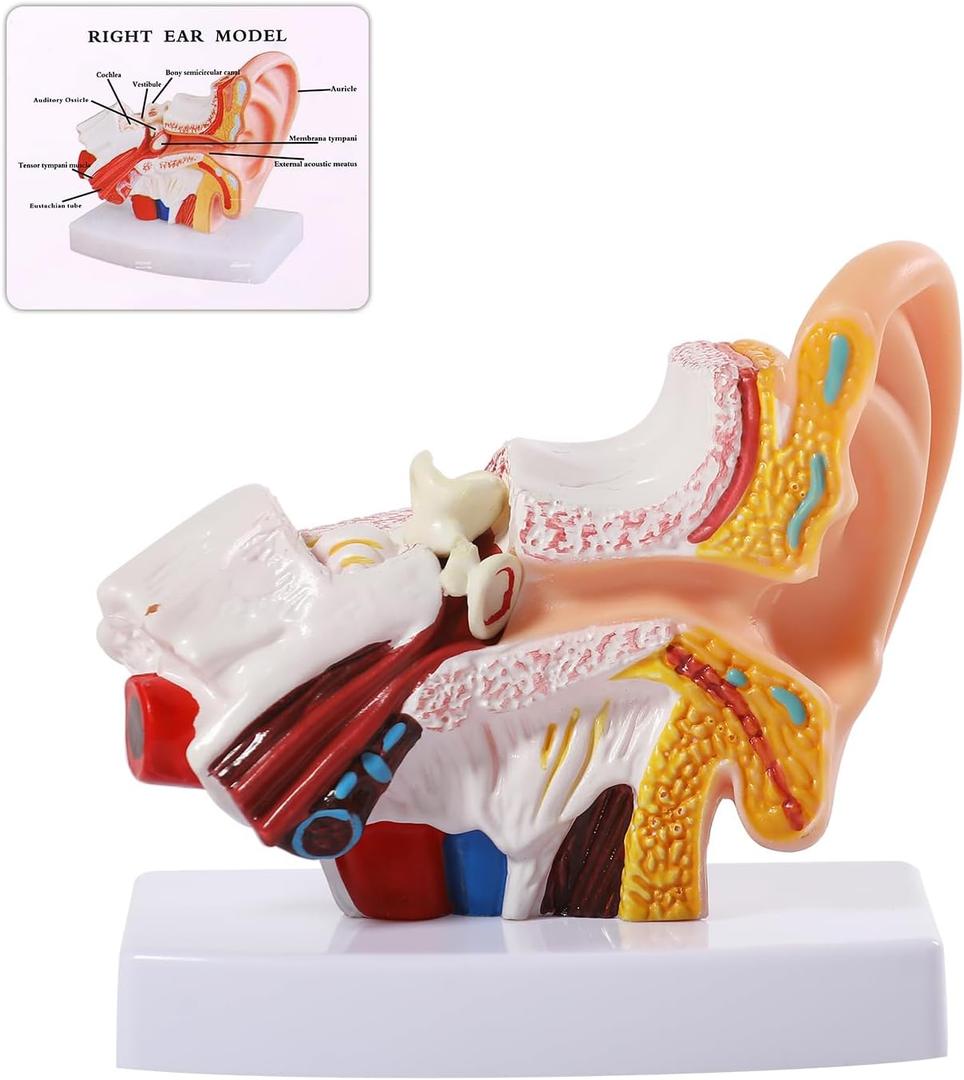 SFXYJ Ear Model 1.5X Enlarged Human, Ear Anatomy Model Outer Middle Inner Ear Model Professional PVC for Science Classroom Medical Anatomy and Physiology Study Teaching