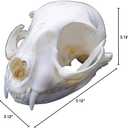 1PCS Taxidermy Real Bone Cat Skull, Animal Bones Real for Craft, Skull Decoration for Home, Specimen Collectibles Study