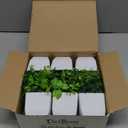 Der Rose 6 Pack Small Fake Plants Artificial Plants in Pots for Home Bthroom Bedroom Living Room Decor IndoorGreen