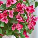 6PCS Bougainvillea Artificial Flowers 27" Silk Flowers Fake Pink Flower Bouquet Faux Bougainvillea Branches for Vase Wedding Party Floral Arrangement DIY Home Decor