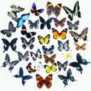 15 pcs of Real Dried Dead Butterflies with Spread Wings Shaped, Natural unmounted Butterfly specimens for Art, Decorations, Taxidermy and Gifts for Kids and Family(15 Pcs Butterfly)