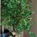 Black Olive Tree Artificial 7 Feet Tall, Artificial Shady Lady Tree, Faux Decorative Tree
