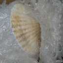 stonechic 50PCS Scallop Shells for Crafts Large 4''-5'' White Beach Natural Shells Bulk for Decoupage DIY Crafts Seashell Decorations Home Decor