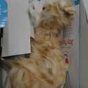 JOY FOR ALL Companion Pet for Seniors - Lifelike Animatronic Cat - Realistic Soft-Touch Fur & Purring - Therapy Stuffed Animal - Toy for Alzheimer's & Dementia - Orange Tabby