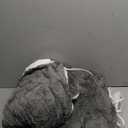 Electric Heated Blanket Twin Size 62" x 84" - Fluffy Ultra Soft Electric Blanket with 3D Stylish Design, 240g Plus 200g Sherpa, 5 Fast Heating Levels & 10 Hours Auto Off, Machine Washable, Dark Gray