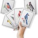 Twigs Paper - Assorted American Birds Greeting Cards - Stationery Cards with Envelopes - Thank You Card - Blank Note Cards - Greeting Cards for All Occasions - Made in USA (5.5 x 4.25, Set of 12)
