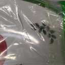 Spode Christmas Tree 10.5" Dinner Plate - Festive Holiday Stoneware Plate with Christmas Tree Design, Green Bordered Edges, Microwave, Dishwasher, Freezer, Oven Safe - Collectible Holiday Tableware