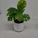 6IN Monstera Greenery
