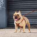 Beirui Stylish PU Leather Dog Harness and Leash Set for Small Dogs, Adjustable Step in Dog Vest Harness with Breathable Mesh Lining and Durable Metal Buckle for Walking Traveling(Brown,M)