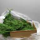 2PCS 9FT Christmas Garland Norfolk Pine Garland Real Touch Artificial Greenery Garland for Mantle Fireplace Table Indoor Outdoor Decor (9 ft (1 Pack- Bright ))