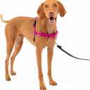 PetSafe Easy Walk Harness for Dogs - Pull-Free Walks - Patented Martingale Loop Design - Front Chest Leash Attachment - Adjustable Comfort Straps - Breathable Harness Design - Medium, Raspberry/Gray