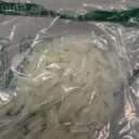 UNA GELLA Long Stiletto Gel Nail Tips 600Pcs Pre Etched Long Stiletto Almond Nail Tips Clear Fake Nails Press on Nails No C Curve for DIY Art Salon at Home 12 Sizes