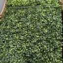 Patio 54" W x 54" H x 6" D Artificial Hedge Wall Panels, Green Wall Outdoor Boxwood Hedges, Faux Greenery Grass Backdrop, Privacy Screen Freestanding Room Divider, Garden Planter Dcor