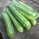 9 x 30+ Seeds Cocozelle Zucchini - Vegetable Green