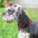 Joytale Reflective Dog Collar, Soft Neoprene Padded, Metal D-Ring, Nylon Pet Collar Adjustable for Small Dogs, Red, S