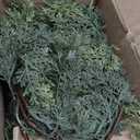 2 Pcs Artificial Cedar Garlands, 6 FT Real Touch Winter Cedar Garland, Green Artificial Greenery Pine Garland for Table, Mantle, Wall, Indoor, Outdoor Christmas Decorations