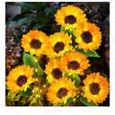 KOOPER Solar Lights Outdoor Garden Decor - Upgraded 3 Pack with 9 Sunflower Lights, Waterproof Solar Outdoor Lights Auto ON/Off Solar Decorative Lights for Garden, Patio, Backyard