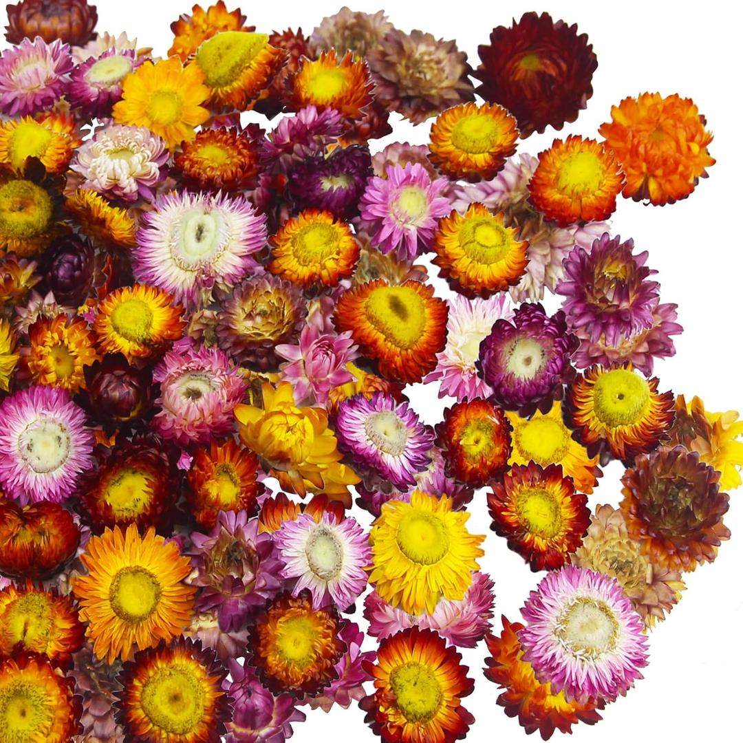 CITYES 60 Pcs Natural Dried Daisy Flowers Heads Bulk Gerbera Daisies Multicolor Real Sunflowers Chrysanthemum Dry Flower Arrangements for Wedding Decor Home Party Decoration Headband DIY Craft