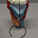 Healthible Human Larynx Model - 2X Anatomically Detachable Throat Model for Hospital Classroom
