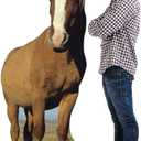 Cardboard People Horse Life Size Cardboard Cutout Standup, One Size