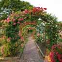 SUNYRISY Garden Arch Trellis, Metal Core Trellis for Climbing Plants Outdoor, 87" x 71" x 75" Tall Archway Tunnel Plant Support for Vine Cucumber Tomato Grape Vegetables Climbing Plants