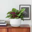G EPGardening Ceramic Pots for Plants - 6 Inch Planter for Indoor Plants, Flower Pots with Drainage and Ceramic Tray, Modern Office Decor, Gifts for Plant Lovers, White