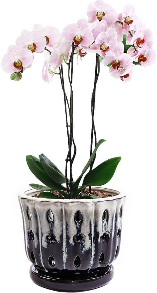 Orchid Pots with Holes Attached Saucers 6 Inches - 1 Pcs Small Ceramic Pots for Repotting, Decorative Ceramic Orchid Planter with Hole for Healthy Root Growth White Over Black
