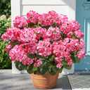 Fake Geraniums Artificial Flowers for Outdoors Outside, 6 Bundles Pink Silk Geraniums Fake Flowers Plants UV Resistant Realistic Faux Flowers for Outdoor Planters Garden Balcony Yard Porch Indoor