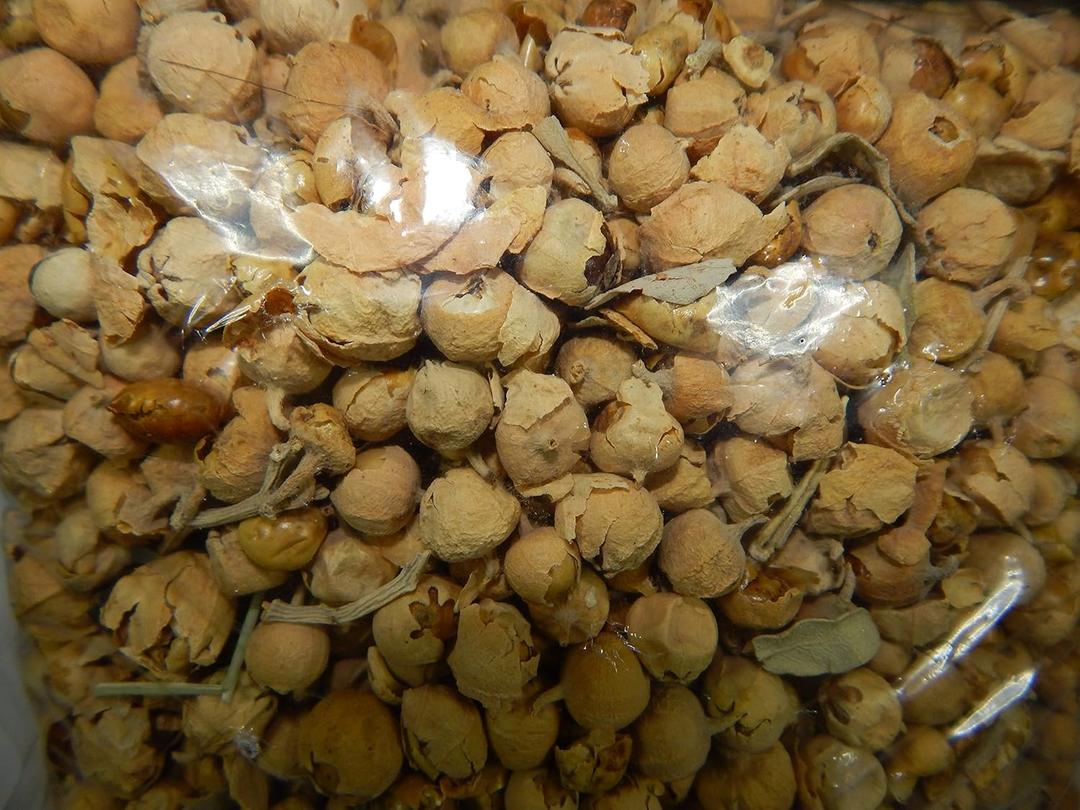 Natural Takething Paneer Doda Phool Withania Coagulans Anti -Diabetic herb 500gms Export Quality